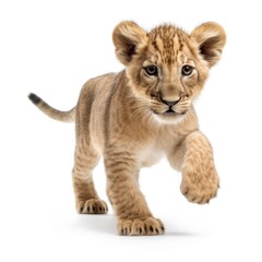 lion cub playing, on white background, generative ai
