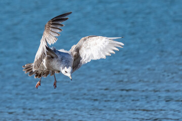 Fototapeta na wymiar Immature Short-Billed Gull in Flight Looking for a Meal