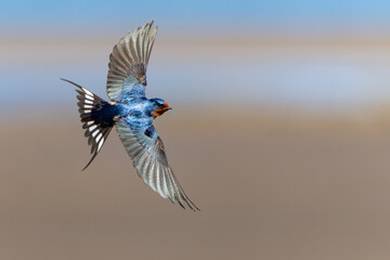 Barn Swallow in Graceful Flight on a Sunny Day