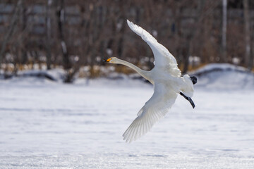 Whooper Swans Rest at Ikenoyu Hot Springs in Winter in Hokkaido Japan