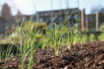 Rows of spring onion seedling growing in community garden in city. Many green onions, table onions or Allium cepa. Hardy vegetable. Selective focus with defocused garden and building. Vancouver BC