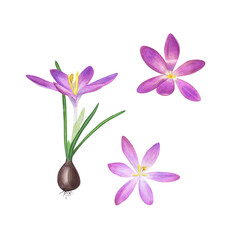 Watercolor floral spring illustration of crocuses with bulbs isolated on transparent background. Perfect for textile, for the design of magazines, books, notebooks, greeting cards, invitations