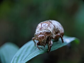 bug on a leaf