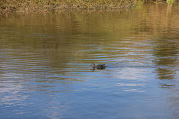 A female duck swims on the water. The river bank can be seen.