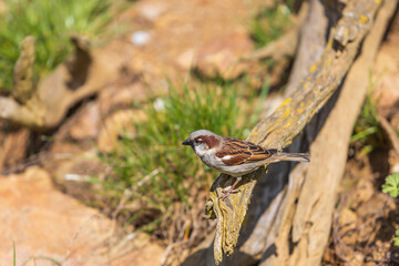 A small sparrow bird sits on a branch of an old tree.
