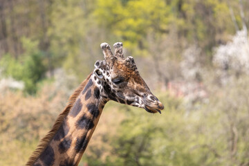 Giraffe head portrait in profile. In the background is a meadow with nice bokeh.