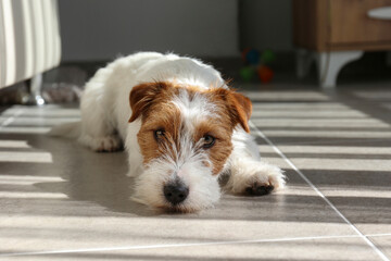 Very cute wire haired Jack Russel terrier lying on the floor and looking at the camera. Adorable rough coated pup busking in the sunlight at home. Close up, copy space, background.