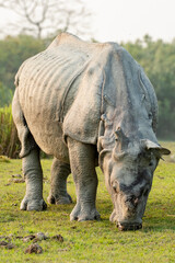 Obraz premium Indian one horned rhino or rhinoceros male in the grass land of Kaziranga national park in India