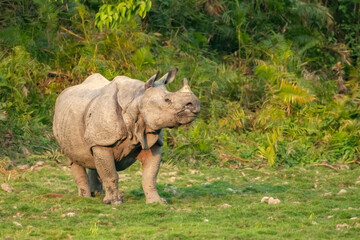 Indian one horned rhino or rhinoceros male in the grass land of Kaziranga national park in India