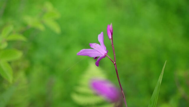 野に咲く可愛いしらんの花