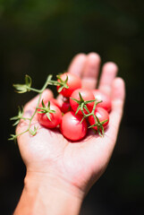 Red tomatoes in hand , Harvest vegetable