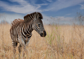 Zebra in its natural habitat