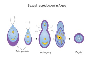 Sexual reproduction on algae,anisogamy process,anisogamete, zygote, botany illustration