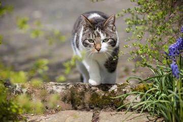 Katze streift durch den Garten
