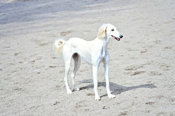 Obraz na płótnie Canvas One excited white dog standing outside on the sand. White saluki, Persian Greyhound enjoying sunny weather on the beach or in a dog park surrounded with a lot of paw prints on the sand.