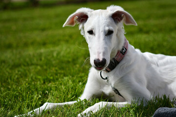 Fototapeta premium Young borzoi dog lying on the ground on the green grass. White russian greyhound puppy is outside with a pink collar on. Dog is playing in the backyard or park on a sunny day.
