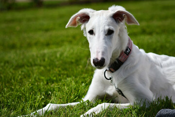 Young borzoi dog lying on the ground on the green grass. White russian greyhound puppy is outside with a pink collar on. Dog is playing in the backyard or park on a sunny day.