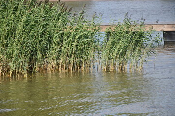 Rushy lake shore with a wooden jetty. Reed grows in blue water, wooden dock in the background. Green reed in the sun on a summer day.