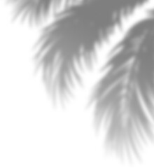 Obraz premium Shadow overlay effect transparent background. Abstract sunlight background with organic shadows from plants, leaves, and branches.