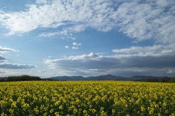 Spring sunny landscape, field with rapeseed flowers and beautiful cluster of white clouds. Banovce , Slovakia