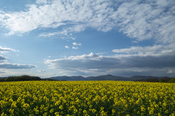 Obraz premium Spring sunny landscape, field with rapeseed flowers and beautiful cluster of white clouds. Banovce , Slovakia