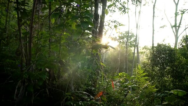 Morning atmosphere in the countryside which is still filled with lush trees that are still beautiful and calm. Slow motion video of a golden yellow sunrise behind the leaves
