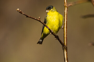 Adult Male Lesser Goldfinch (Spinus psaltria) in a tree - Lassen County California, USA