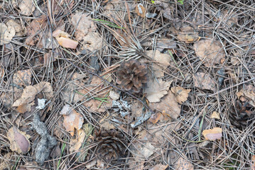 Forest land in early spring with last year's foliage and pine cones.