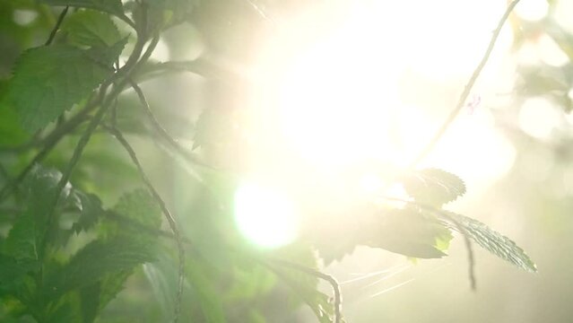 Morning atmosphere in the countryside which is still filled with lush trees that are still beautiful and calm. Slow motion video of a golden yellow sunrise behind the leaves
