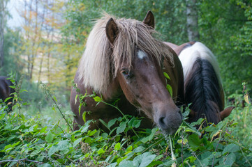 Koń hucuł z jasną grzywą pasący się przy lesie portret