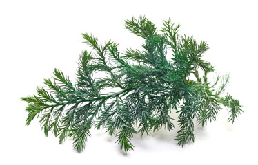 Blue Point Juniper, pine branch isolated on white  