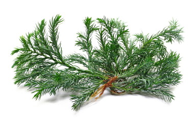 Blue Point Juniper, pine branch isolated on white  