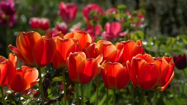 Close up of orange tulips in back light