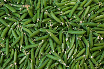 Freshly harvested pea pods at the farmer's market stand. A vibrant display of green beans straight from the farm. Close up, copy space, top view, background.