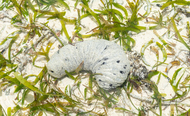 Underwater Sea Cucumber on a sandy bottom with seaweed in shallow water of La Digue, Seychelles. 