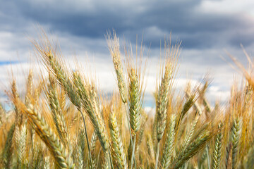 Obraz premium Rural landscape. Close-up of rye ears, a field of ripening rye on a summer day. Against the background of a cloudy sky, on a cloudy day. Rich harvest idea, harvest time concept.
