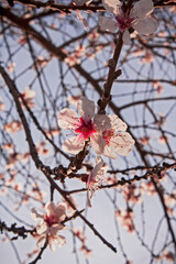 Nature blooming in spring season