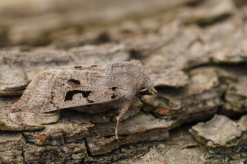 Closeup on the European Hebrew Character owlet moth, Orthosia gothica sitting on wood