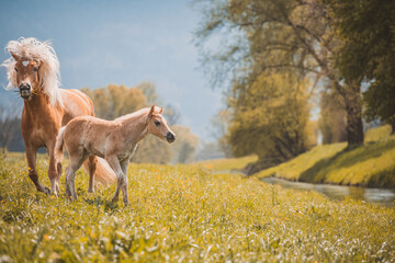 Obraz premium Haflinger