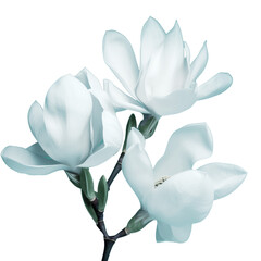 Magnolia white bloom in spring. Branches with Large grandiflora flowers close-up view isolated background transparent png. Generative ai