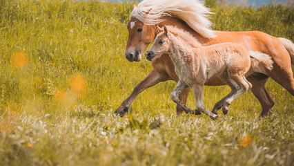Haflinger mit Fohlen
