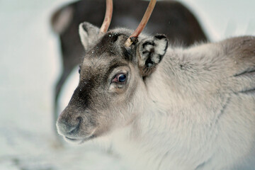 Portrait of one reindeer in Lapland, Finland. Domesticated reindeer in close-up. Reindeer in their...