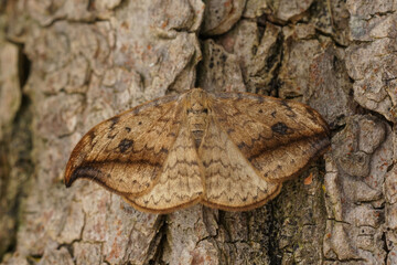 Closeup on the brown pebble hook-tip moth, Drepana falcataria sitting on wood in the garden