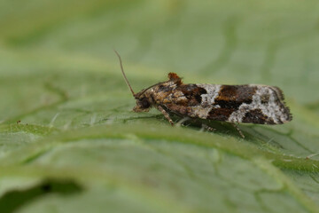 Detailed closeup on a small brown Tortricid Heater moth, Argyrotaenia ljungiana