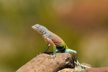 Soaking up the warm late April sunshine, a colorful lizard perches on a rock at Big Bend National Park in Brewster County, TX.