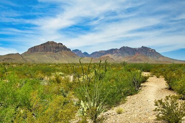 Under a partly cloudy blue sky in late April, a hiking trail passes through green shrubs in a desert valley with mountains in the distance at Big Bend National; Park in Brewster County, TX.