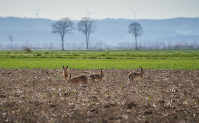 hares sit on the field in summer