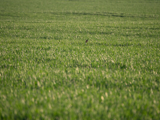 hares sit on the field in summer