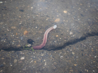 an earthworm in a puddle under water