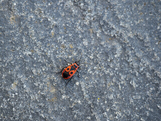 a small fire bug on a terrace. macro closeup.